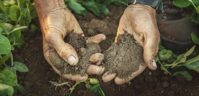 Hands in soil with plants beneath